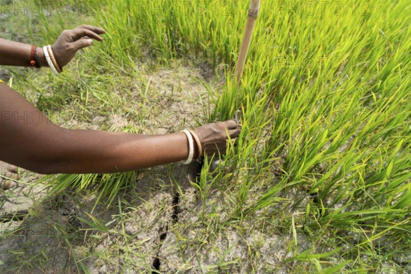 BAKSA, INDIA- JULY 12: Tribal women prepare rice saplings under temporary umbrellas on a hot summer day in a paddy field during the planting season in Baksa, India on July 12, 2025
