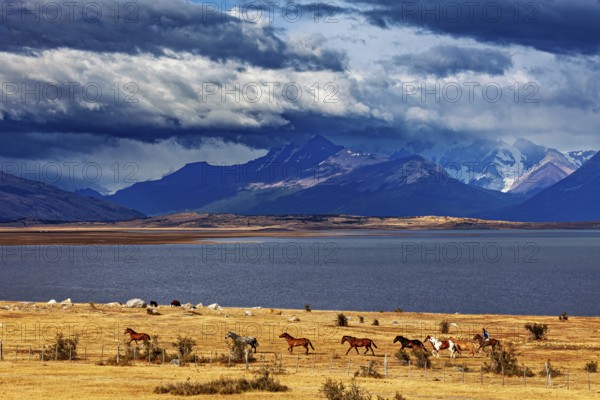 Imposing mountain scenery with a herd of horses by the lake under a dramatic sky, A gaucho with his horses in the Patagonian landscape in Argentina