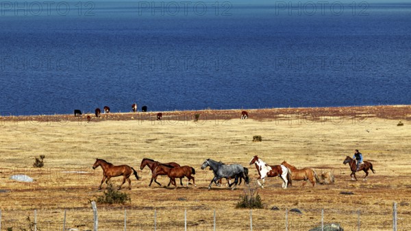 Horses move along the lakeshore in a wide, stony steppe, A gaucho with his horses in the landscape of Patagonia in Argentina