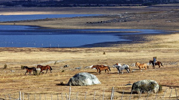 Rider drives herd of horses through dry steppe along the blue lake, A gaucho with his horses in the landscape of Patagonia in Argentina