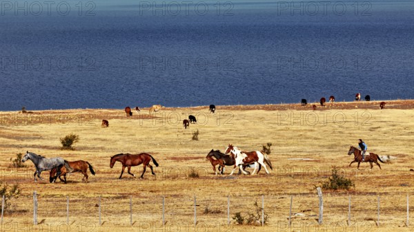 Rider with a herd of horses in a vast steppe landscape by a blue lake, A gaucho with his horses in the Patagonian landscape in Argentina