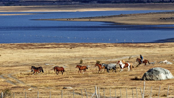 Herd of horses in a wide steppe under a blue sea and cloudy sky, A gaucho with his horses in the landscape of Patagonia in Argentina