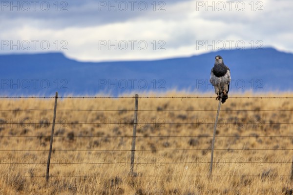 An eagle sits on a fence in a vast grassy landscape with mountains and a cloudy sky, A bird of prey in the landscape of Patagonia in Argentina