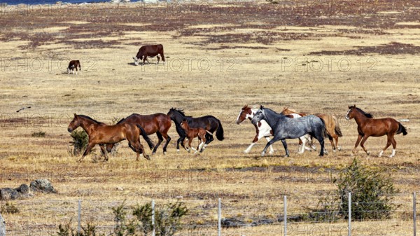 Herd of horses moves through dry steppe landscape with cattle in the background, A gaucho with his horses in the landscape of Patagonia in Argentina