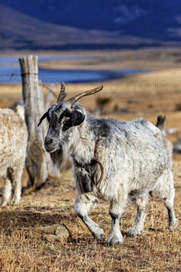 A single goat with horns in a pasture, A herd of goats and sheep in the Patagonian landscape in Argentina