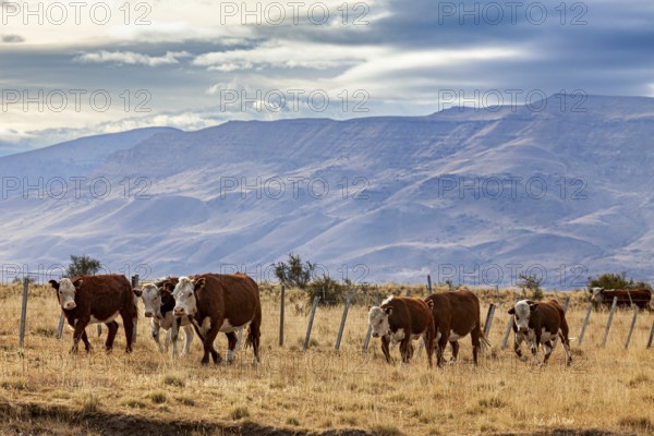 Cattle grazing on a dry pasture in front of a mountainous landscape under a cloudy sky, A herd of cows and cattle in the landscape of Patagonia in Argentina