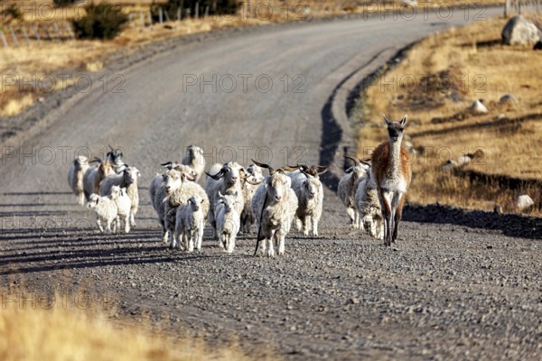 A herd of sheep and an alpaca on a lonely, dusty country road, A herd of goats and sheep in the Patagonian landscape in Argentina