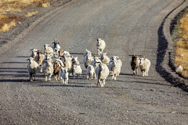 A flock of sheep walks leisurely along a remote, dusty road, A flock of goats and sheep in the Patagonian landscape in Argentina