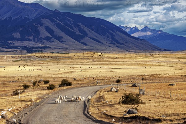 A vast landscape with mountains in the background and a road where sheep can be seen, A herd of goats and sheep in the Patagonian landscape in Argentina