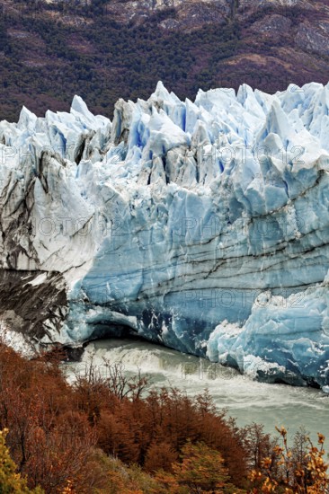 An imposing glacier stretches through a mountainous landscape, surrounded by autumn-coloured trees and a grey sky, the Perito Moreno glacier in Argentina