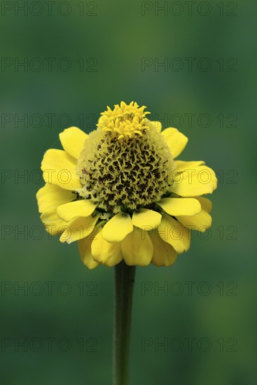 Zinnia (Zinnia elegans), flower, flowering, Germany