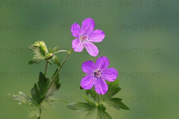 Cranesbill (Geranium cinereum), flowering, flowers, perennial plant, perennial, Ellerstadt, Germany