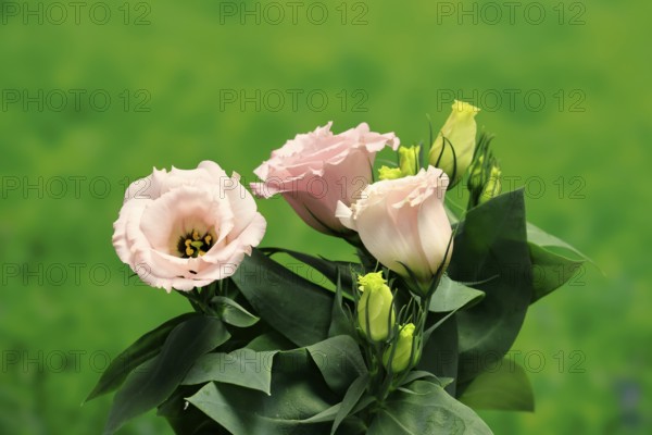 Prairie gentian, Lisianthius, Eustoma, flowering, Germany