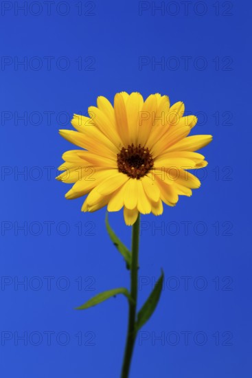 Marigold (Calendula officinalis), flower, flowering, medicinal plant, Ellerstadt, Germany