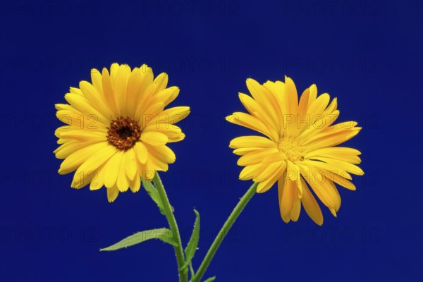 Marigold (Calendula officinalis), flower, flowering, medicinal plant, Ellerstadt, Germany