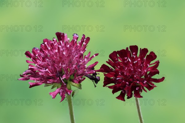 Macedonian widow flower (Knautia macedonica), flowering, Germany
