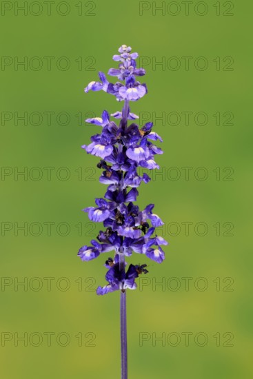 Mealycup sage (Salvia farinacea), flowering, flower, Ellerstadt, Germany