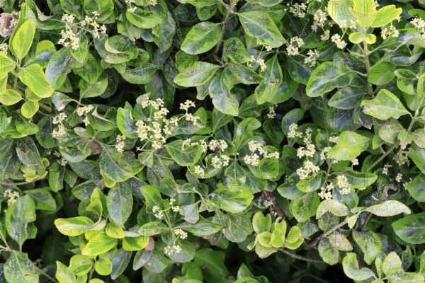 Euonymus japonicus (Euonymus japonicus), flowering, Germany