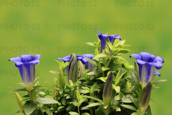 Koch's gentian (Gentiana acaulis), flowering, Germany