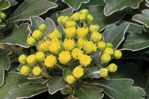 Gold-and-silver chrysanthemum (Chrysanthemum pacificum), flowering, Germany