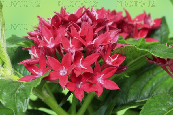 Pentas lanceolata, flowering, Germany