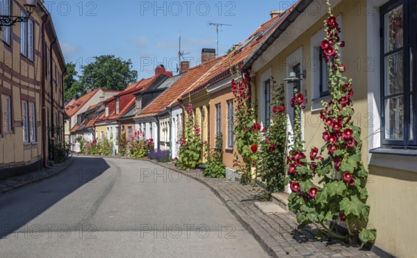 Hollyhocks (Alcea rosea) at houses in a small street in the idyllic downtown of Ystad, Skåne County, Sweden, Scandinavia