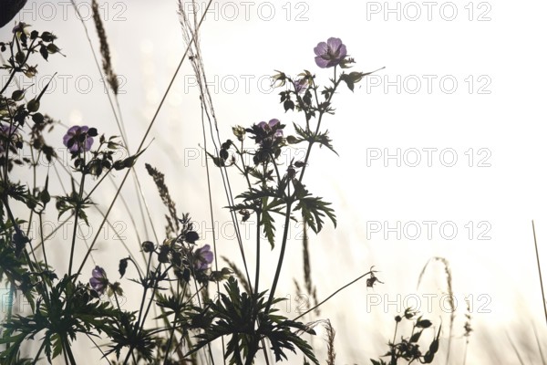 Meadow cranesbill, July, Germany