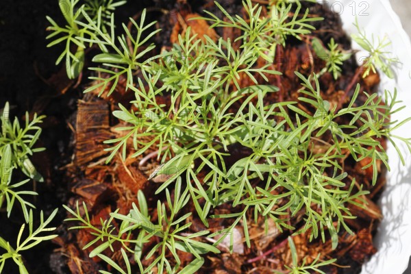 Ornamental basket 'Sensation Mix' (Cosmos bipinnatus), seven weeks after sowing, top view, North Rhine-Westphalia, Germany