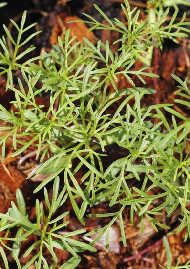 Ornamental basket 'Sensation Mix' (Cosmos bipinnatus), seven weeks after sowing, top view, North Rhine-Westphalia, Germany