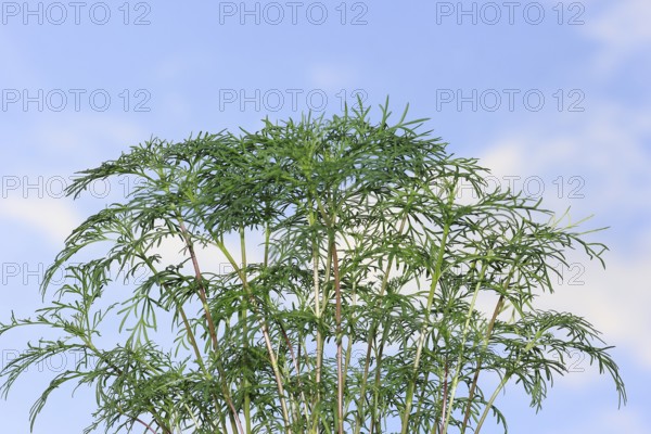 Ornamental basket 'Sensation Mix' (Cosmos bipinnatus), nine weeks after sowing, in the blue sky, North Rhine-Westphalia, Germany