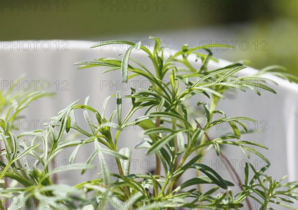 Ornamental basket 'Sensation Mix' (Cosmos bipinnatus), seven weeks after sowing, in a flower pot, North Rhine-Westphalia, Germany