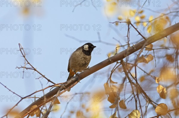 White-eared Bulbul (Pycnonotus leucotis) in the Thar Desert or Great Indian Desert, near Jaisalmer, Rajasthan, India
