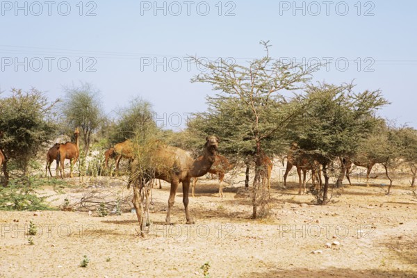 Dromedaries (Camelus dromedarius) feeding on trees in the Thar Desert or Great Indian Desert, near Jaisalmer, Rajasthan, India
