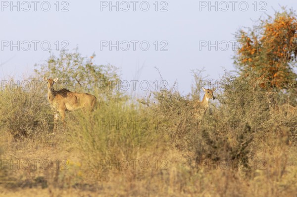 Nilgau antelope cows (Boselpahus tragocamelus) in the Thar Desert or Great Indian Desert, near Jaisalmer, Rajasthan, India