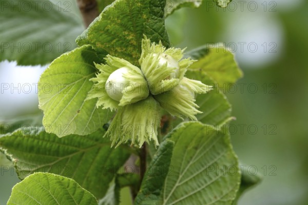 Hazelnut bush with hazelnuts, July, Germany