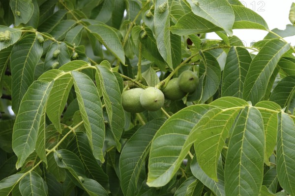 Walnut tree with walnuts, July, Germany