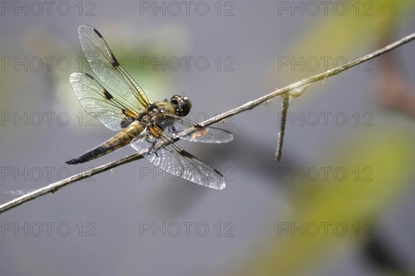 Dragonfly on a lake shore, July, Germany