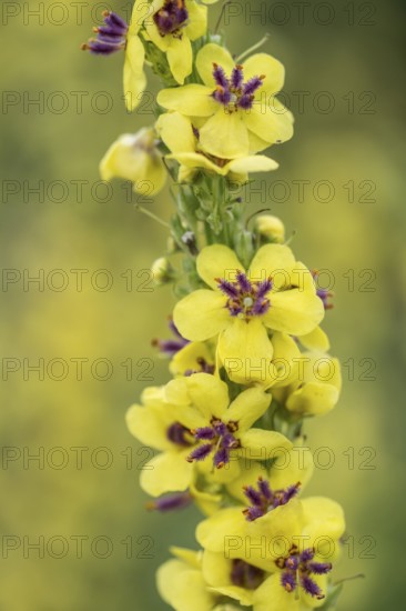 Dark mullein (Verbascum nigrum), Emsland, Lower Saxony, Germany