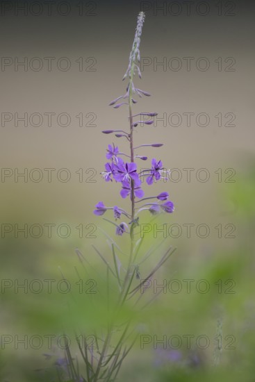 Willowherb (Epilobium angustifolium), Emsland, Lower Saxony, Germany