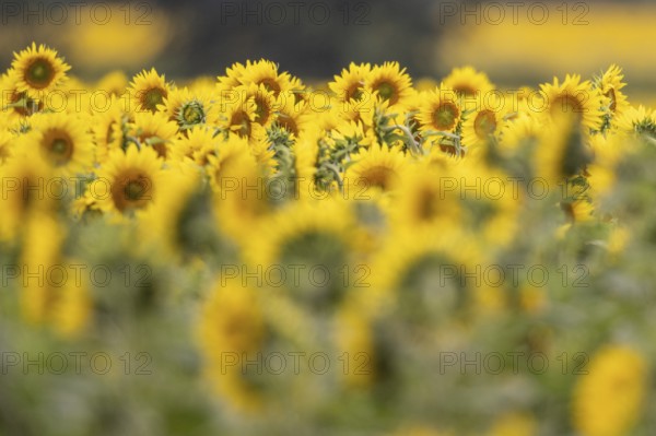 Sunflowers (Helianthus annuus), Emsland, Lower Saxony, Germany
