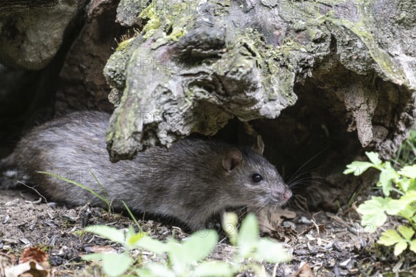 Norway rat (Rattus norvegicus), Emsland, Lower Saxony, Germany
