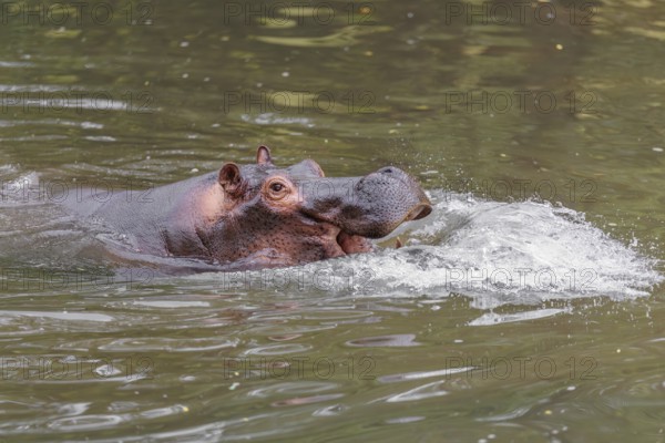 An adult male hippopotamus (Hippopotamus amphibius) shows aggression and defends its territory