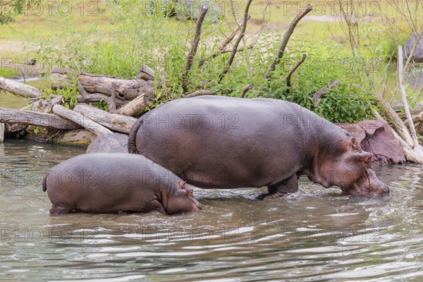 A baby hippopotamus (Hippopotamus amphibius) and its mother walk in shallow water