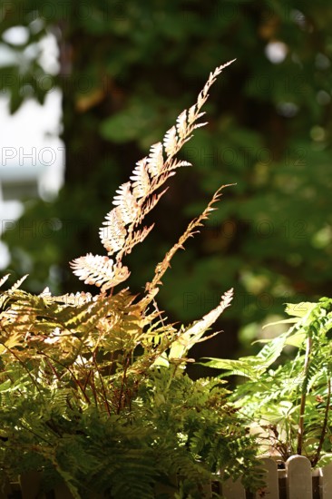 Red veil fern (Dryopteris erythrosora)