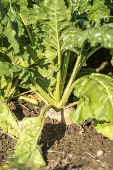 Sugar beet in a field, still growing, west of Kerken, on the Lower Rhine, North Rhine-Westphalia, Germany