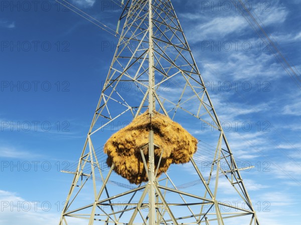 Huge nest of Sociable Weavers (Philetairus socius) built in an elecricity pylon. Low angle aerial view. Drone shot. Kalahari Desert, Namibia