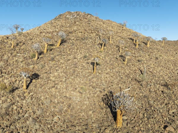 Quiver Tree (Aloidendron dichotomum). At the slope of a conical rock, a so-called Prince Albert formation. Low angle aerial view. Drone shot. Southern Namibia