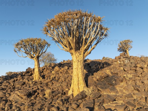 Quiver Tree (Aloidendron dichotomum). Low angle aerial view. Drone shot. Southern Namibia