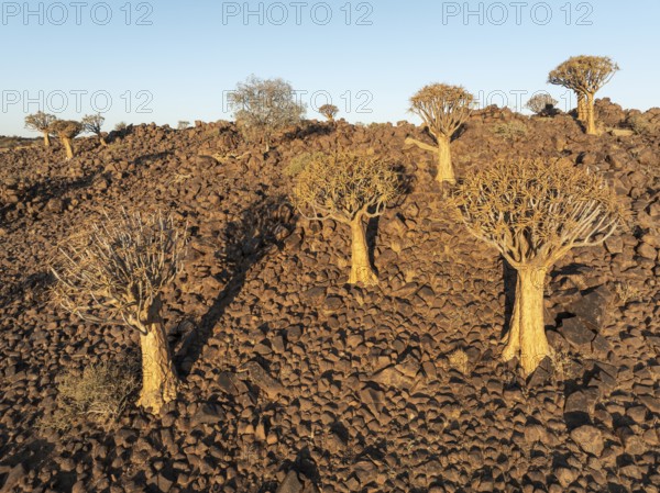 Quiver Tree (Aloidendron dichotomum). Aerial view. Drone shot. Southern Namibia