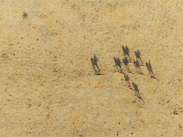 Hartmann's Mountain Zebra (Equus zebra hartmannae). Roaming an arid plain at the edge of the Namib Desert. Aerial view. Drone shot. Namibia
